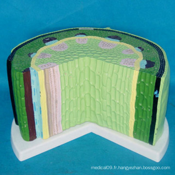 Modèle d&#39;enseignement de l&#39;anatomie des plantes de Gémeaux pour l&#39;enseignement de la biologie (R200114)